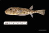 Juvenile Sphoeroides maculatus, Northern puffer, SEAMAP collections